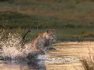 Lion, water, running