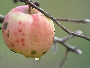 water, drop, lonely, Apple
