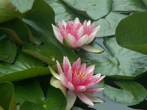 Nenufary, Water lilies