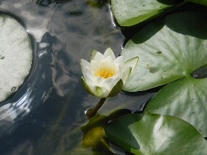water, reflection, nenuphar, Leaf