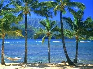 Palms, water, Aloha State Hawaje, Hammock, Kauai