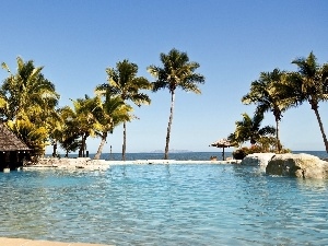 water, Palms