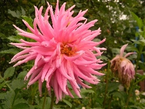 water, drops, Pink, Dalia