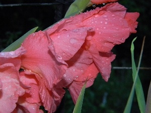 water, drops, Pink, gladiolus