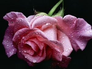 water, drops, Pink, rose