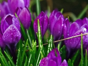 water, drops, purple, crocuses