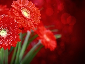 water, drops, Red, gerberas