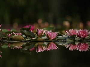 reflection, Water lilies