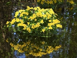 reflection, water, marigolds