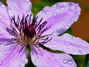 water, drops, Violet, traveller