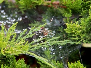 water, drops, thuja, Web