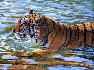 water, tiger