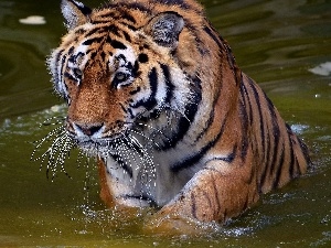 water, tiger