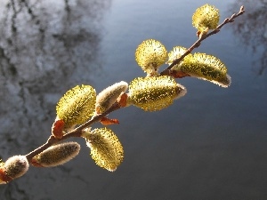 water, Willow, twig, database