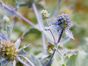 water, drop, Violet, teasel