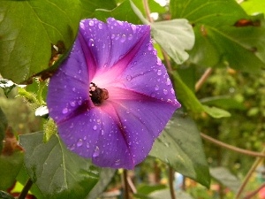 water, drops, Violet, bindweed