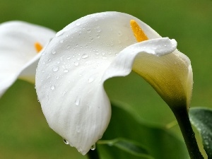 water, drops, White, Calla