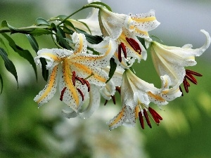 water, drops, White, lilies