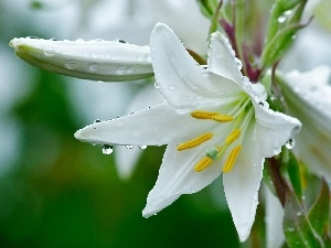 water, drops, White, Lily