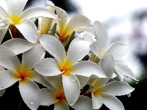 water, drops, White, Plumeria