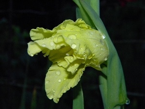 water, drops, Yellow, gladiolus