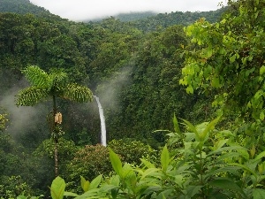 waterfall, jungle