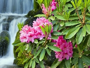 rhododendron, waterfall, Pink