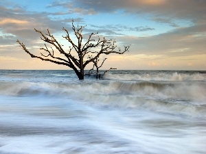 Waves, sea, dry, trees