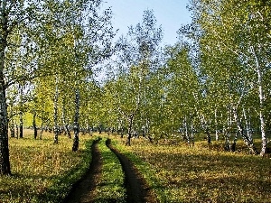 Way, Field, birch, medows