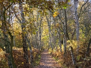 birch, Way, forest