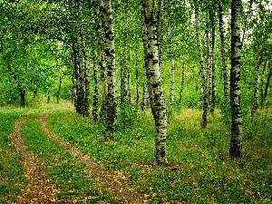 birch, Way, forest