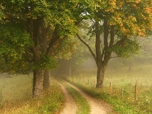 Way, Fog, trees, Field, viewes