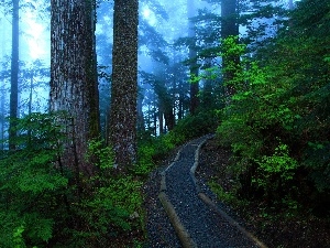 Way, viewes, forest, Fog, trees