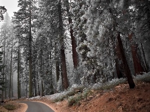 Way, trees, viewes, forest, Fog, high