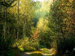 Way, birch, autumn, forest, forest