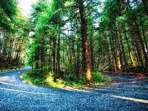 Way, forest