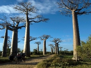 Way, Baobabs, trees, wagon, viewes