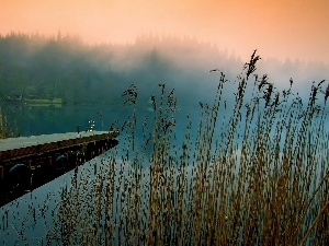 We, forest, lake, mist, Platform