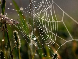 Web