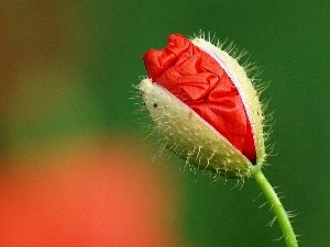 red weed, bud