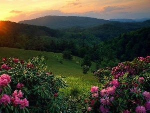 flourishing, west, sun, The Hills, Rhododendrons, woods