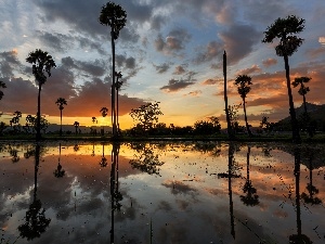 west, viewes, lake, trees