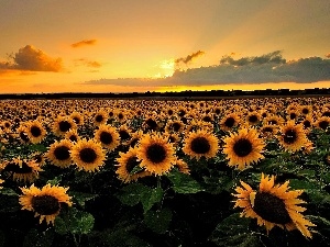 west, sun, Nice sunflowers