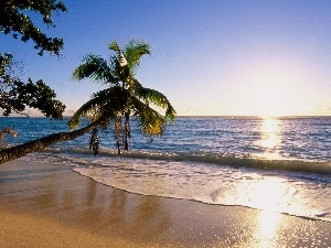 west, Waves, Palms, water