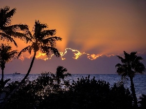 west, Palms, clouds, sea, sun, Ship