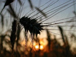 west, Field, ear, sun, Lany