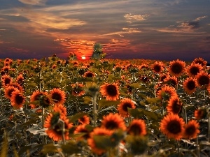 west, clouds, Field, sun, sunflowers
