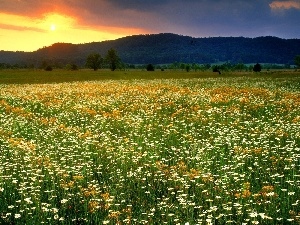 west, Mountains, field, sun, medows