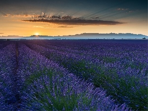 west, Field, lavender, France, Sun, Provence