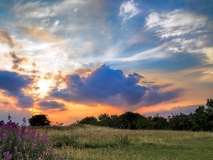 west, clouds, Meadow, sun, Flowers